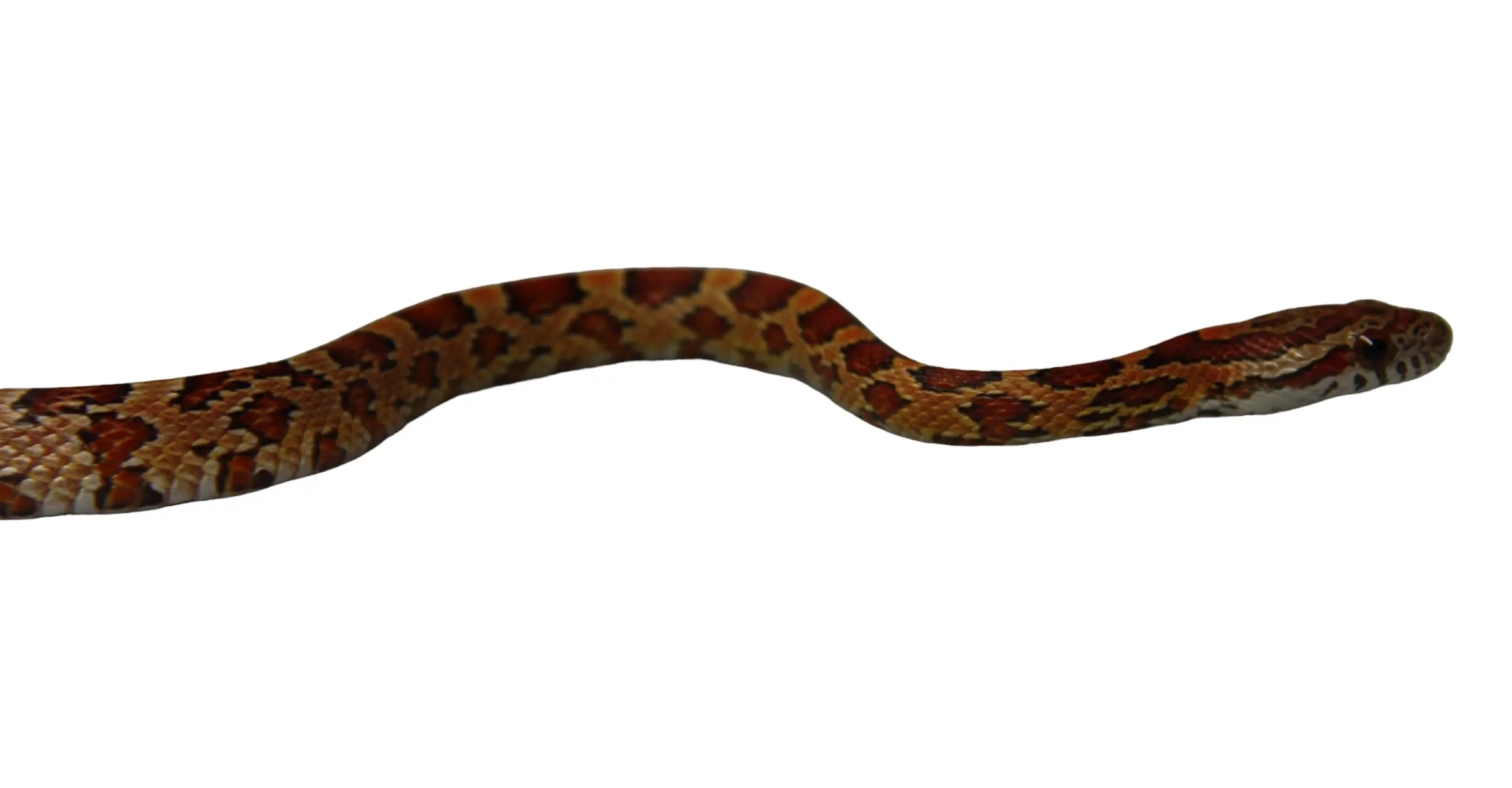 kornsnog unge (Pantherophis guttatus)